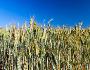 large grain yield of unripe wheat