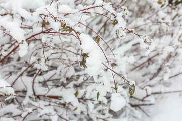 Boughs covered with snow in close up.