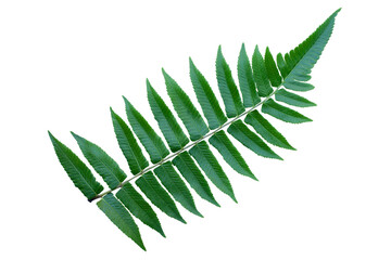 tropical fern leaves isolated on white background with clipping path for design elements, fresh green leaves