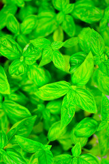 バジル, 緑, 葉, プランター, 鉢植え, イタリアン, イタリア料理, ハーブ, 草, ナチュラル, スパイス, 食べ物, 自然, 葉, 植える, 緑