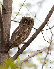 Oosterse Dwergooruil, Oriental Scops-Owl, Scops sunia