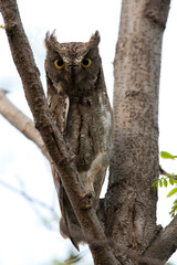 Oosterse Dwergooruil, Oriental Scops-Owl, Scops sunia