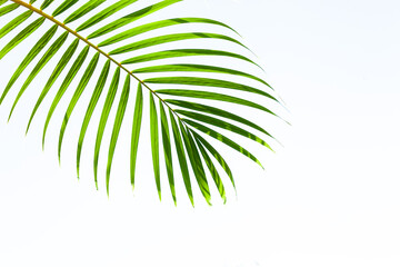 Fototapeta na wymiar leaves of coconut palm tree isolated on white background, summer background