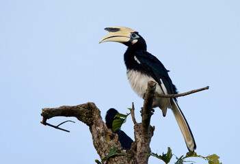 Malabarneushoornvogel, Malabar Pied Hornbill, Anthracoceros coronatus © AGAMI