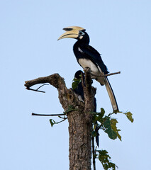 Malabarneushoornvogel, Malabar Pied Hornbill, Anthracoceros coronatus