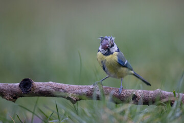 Mésange bleue Cyanistes caeruleus atteinte de Mycoplasmose