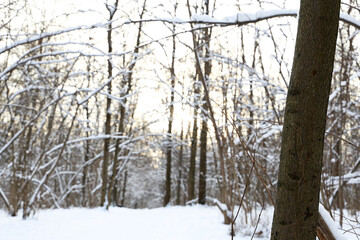 Winter forest, snow covered trees in sunlight. Nature after snowfall, cold weather