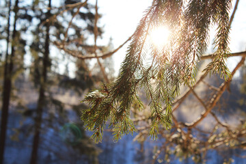 The sun shining through the tree branch. Close-up. Background. Scenery.