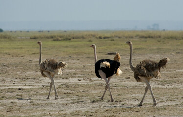 Ostrich; Struisvogel; Struthio camelus