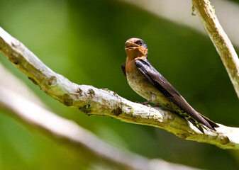 Welkomzwaluw, Pacific Swallow, Hirundo tahitica