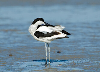 Pied Avocet, Kluut, Recurvirostra avosetta