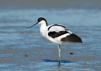 Pied Avocet, Kluut, Recurvirostra avosetta