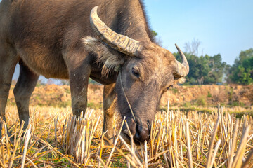 Bull close-up grazing in a rice field. Bull symbol of the year 2021
