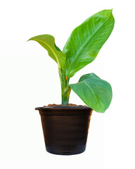 Dieffenbachia plant in black flowerpot with isolated on white background