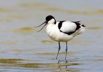 Kluut, Pied Avocet, Recurvirostra avosetta