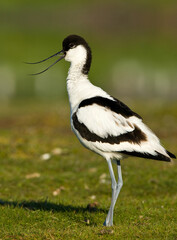 Obraz premium Kluut, Pied Avocet, Recurvirostra avosetta