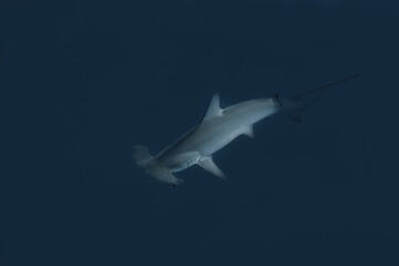 Hammerhead Shark in the blue