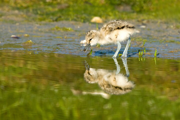 Kluut, Pied Avocet, Recurvirostra avosetta