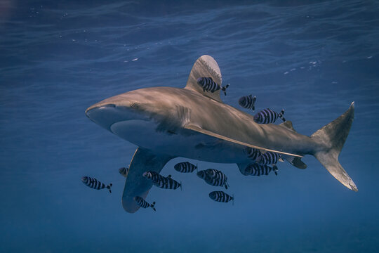 Oceanic White Tip Shark with Pilot Fishes 