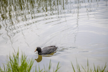 Fulica atra birds swim in a pond.
