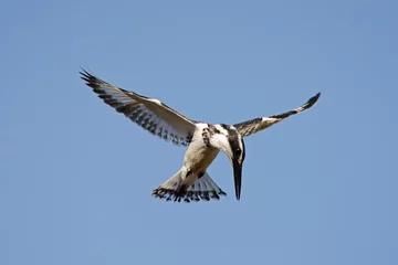 Foto op Aluminium Pied Kingfisher, Bonte IJsvogel, Ceryle rudis © AGAMI