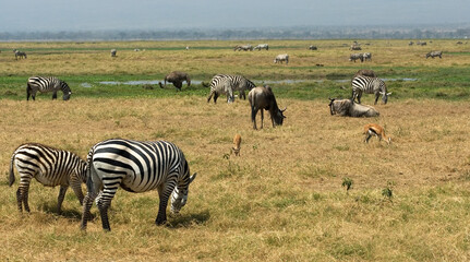 Fototapeta na wymiar Plains zebra, steppezebra, Equus quagga