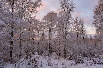 View into a snow-covered forest in the Taunus / Germany in evening light