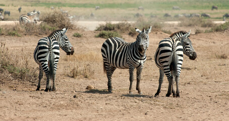 Fototapeta na wymiar Steppezebra, Plains zebra, Equus quagga
