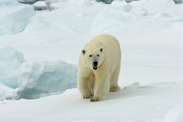 Obraz na płótnie Canvas Polar Bear, IJsbeer, Ursus maritimus