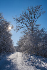 View along a snow-covered path in a forest in the Taunus / Germany in backlight