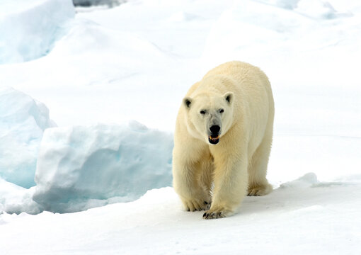 IJsbeer, Polar Bear, Ursus maritimus