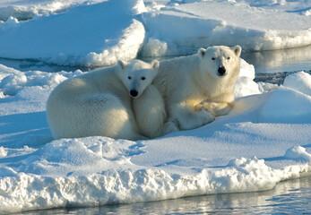 Polar Bear, IJsbeer, Ursus maritimus