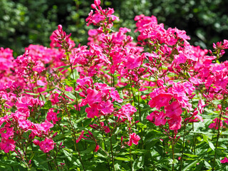 Closeup of bright pink Phlox paniculata flowering in a garden