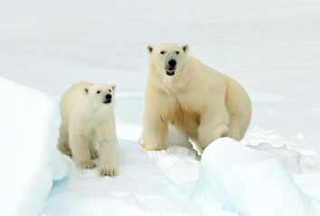Naklejka na ściany i meble IJsbeer, Polar Bear, Ursus maritimus