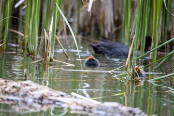 The fulica atra bird swims alongside its nestling in the pond. Green reeds are reflected in the water.