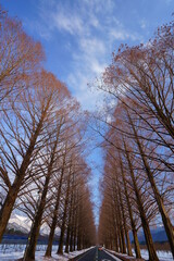 マキノ高原　メタセコイア並木　Metasequoia avenue, winter, snow, walkway,japan, makino,shiga,japan,drive,travel　（滋賀県高島市マキノ町））