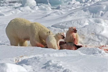 Foto auf Leinwand IJsbeer, Polar Bear, Ursus maritimus © AGAMI