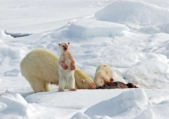 Tischdecke IJsbeer, Polar Bear, Ursus maritimus © AGAMI