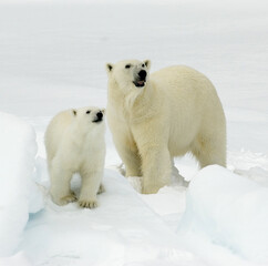 Naklejka na ściany i meble Polar Bear mom and cub at Spitsbergen