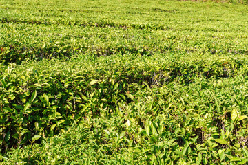 Fototapeta na wymiar Green leaves bush plant background, Nature. tea plantation