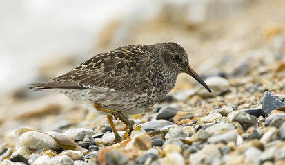 Purple Sandpiper, Paarse Strandloper, Calidris maritima
