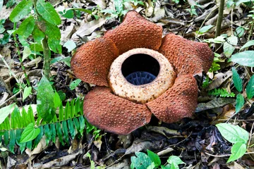 Deurstickers Rafflesia keithii © AGAMI