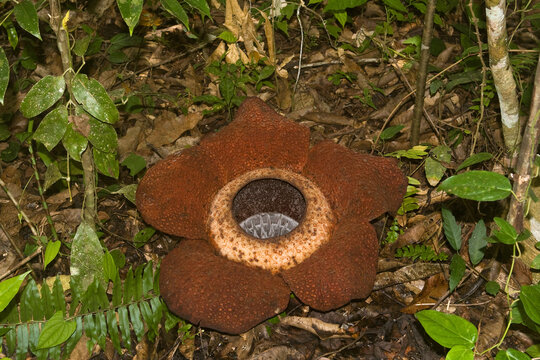 Rafflesia keithii
