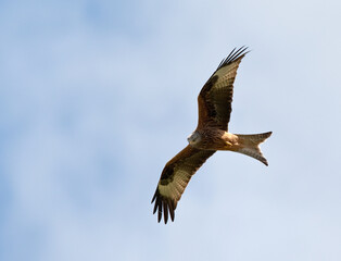 Rode Wouw, Red Kite, Milvus milvus