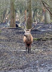 Edelhert, Red Deer, Cervus elaphus