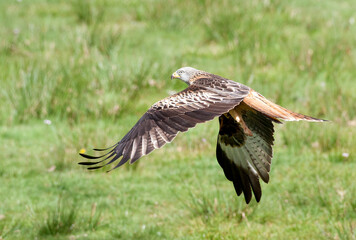 Rode Wouw, Red Kite, Milvus milvus