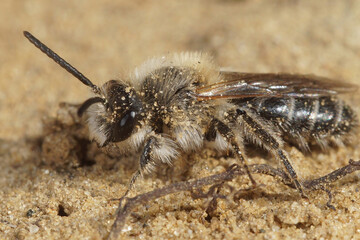 A male of the sandpitt mining bee, Andrena barbilabris looking for emerging females on the ground to copulate