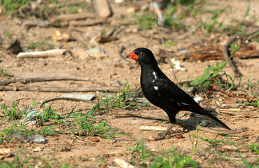 Roodsnavelbuffelwever,  Red-billed Buffalo-Weaver, Bubalornis niger