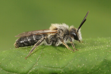 A male of the sandpitt mining bee, Andrena barbliabris, is resting on a green leaf.