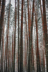 forest in winter